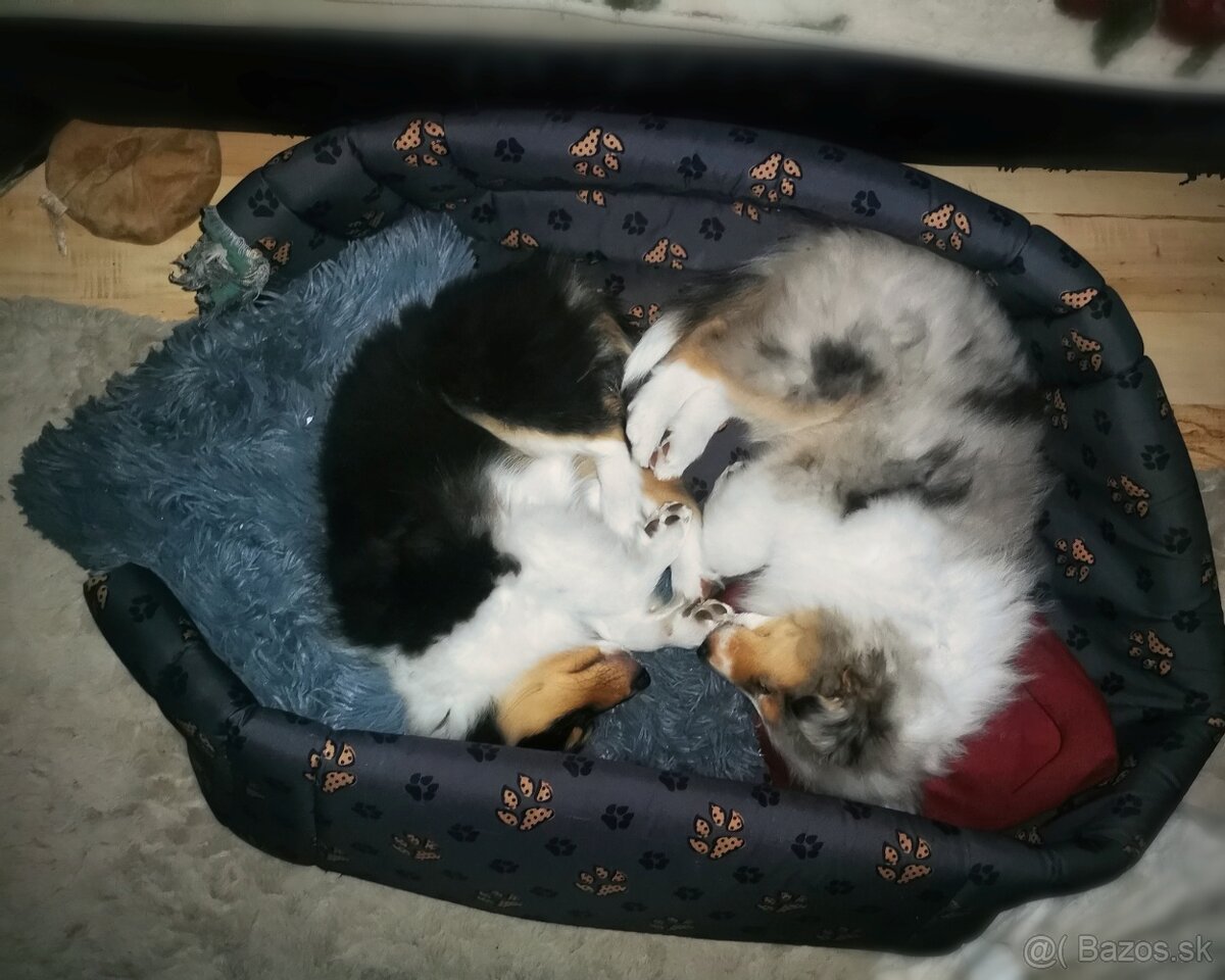 Dlhosrstá kólia - šteniatka s PP - 5