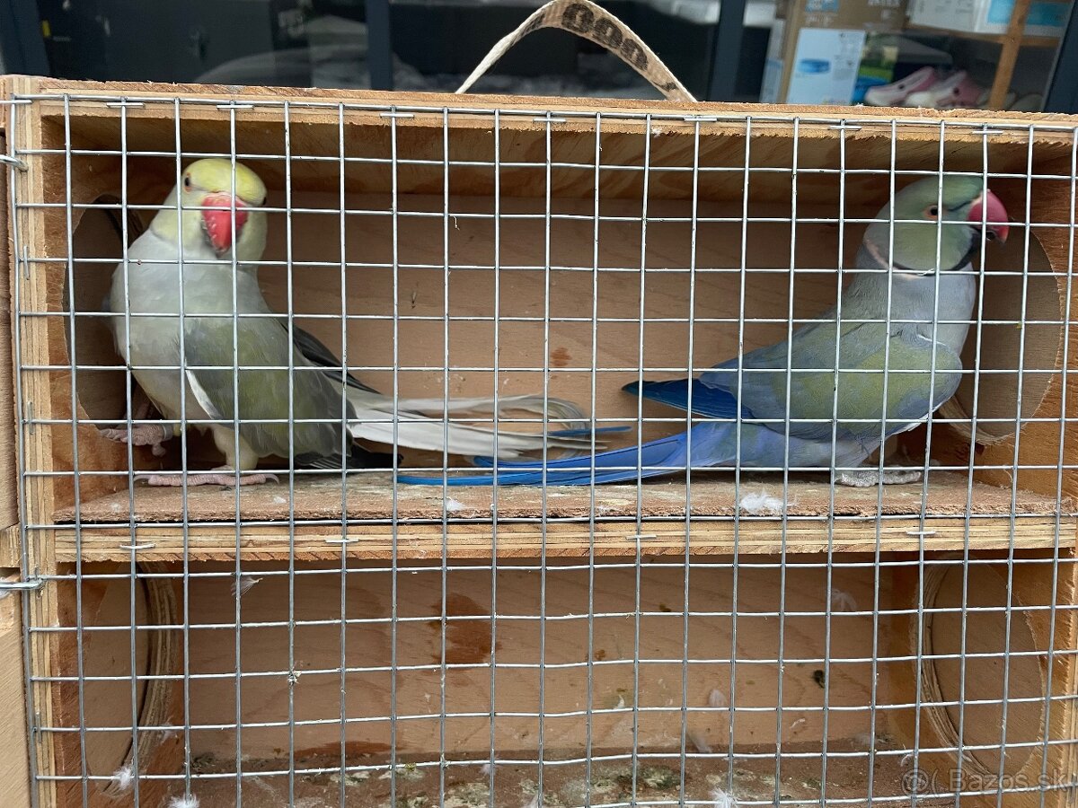 Alexander maly hch - 5