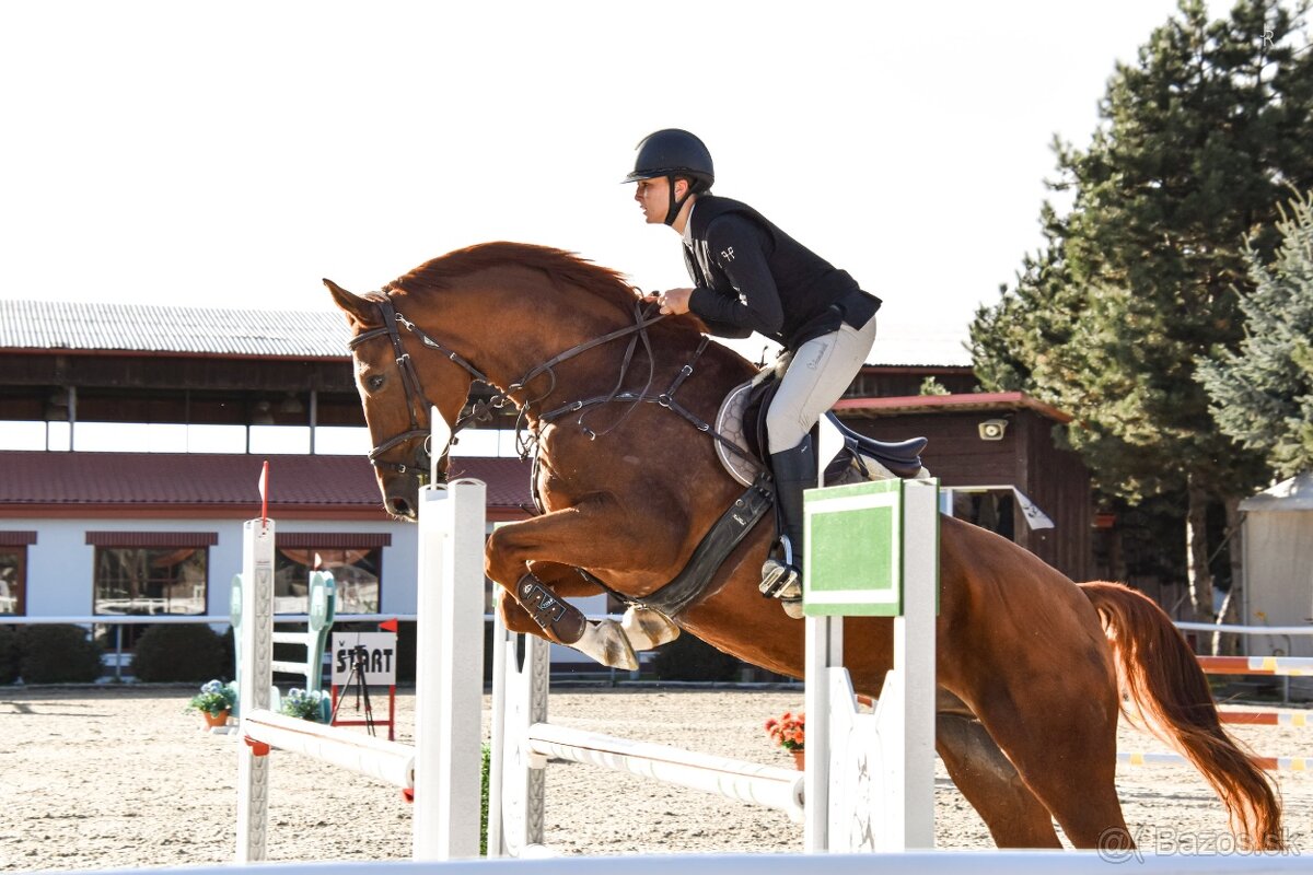 8 ročný parkúrový valach - 5