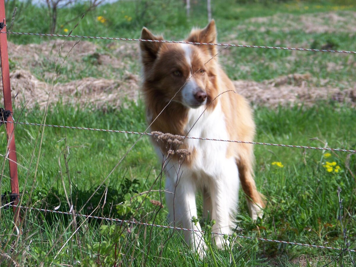 Border kolia čistokrvne šteniatka - 5