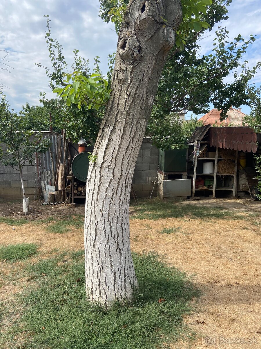 Orechové drevo – Hlohovec - 5