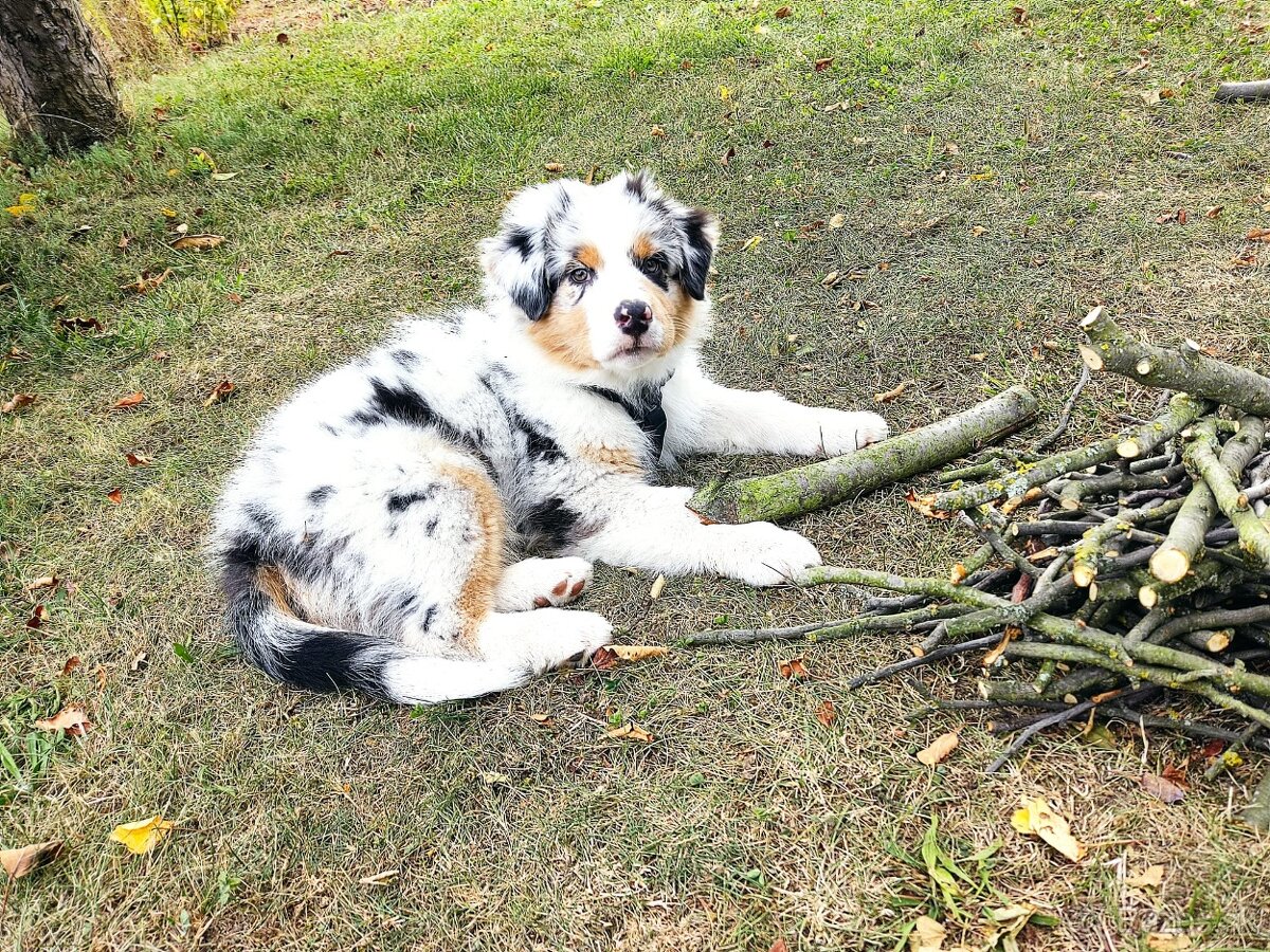 Australský ovčák s PP - 5