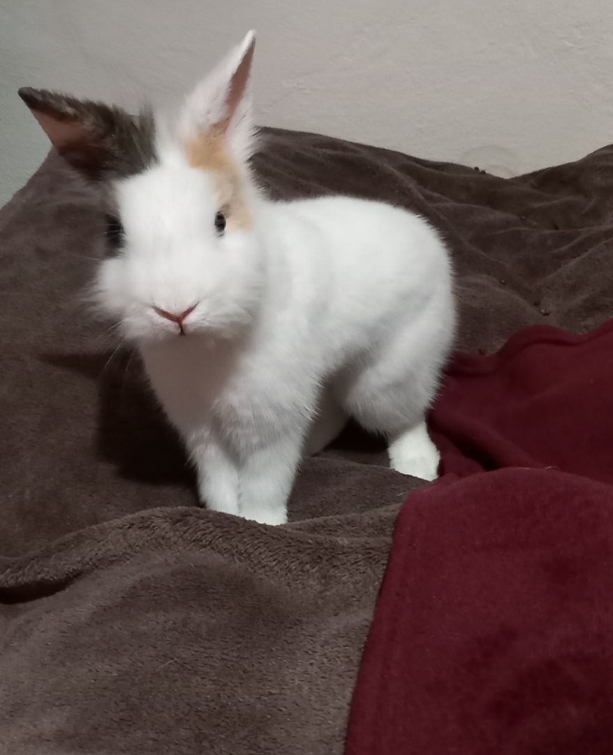 Teddy - levík králik - 5