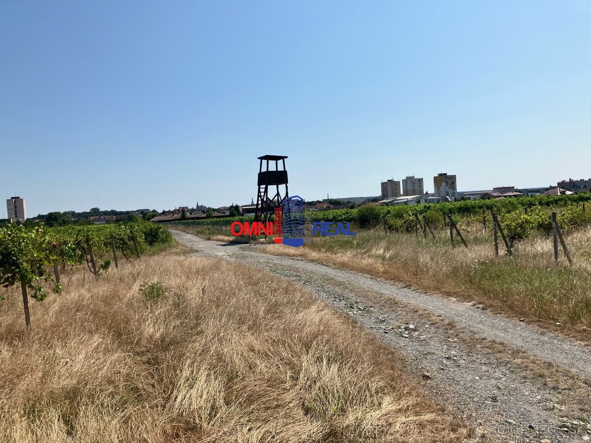 Obrábaný vinohrad Sahara - 33 árov - 5