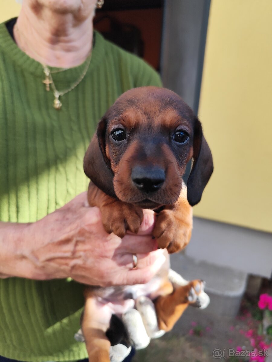 Jazvečik trpazliči - 5