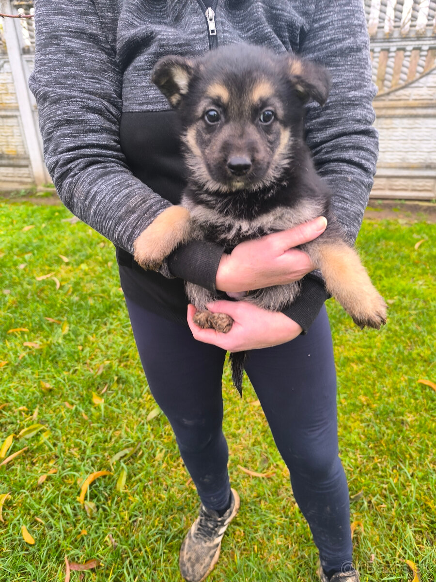Nemecky ovčiak šteniatka - 5