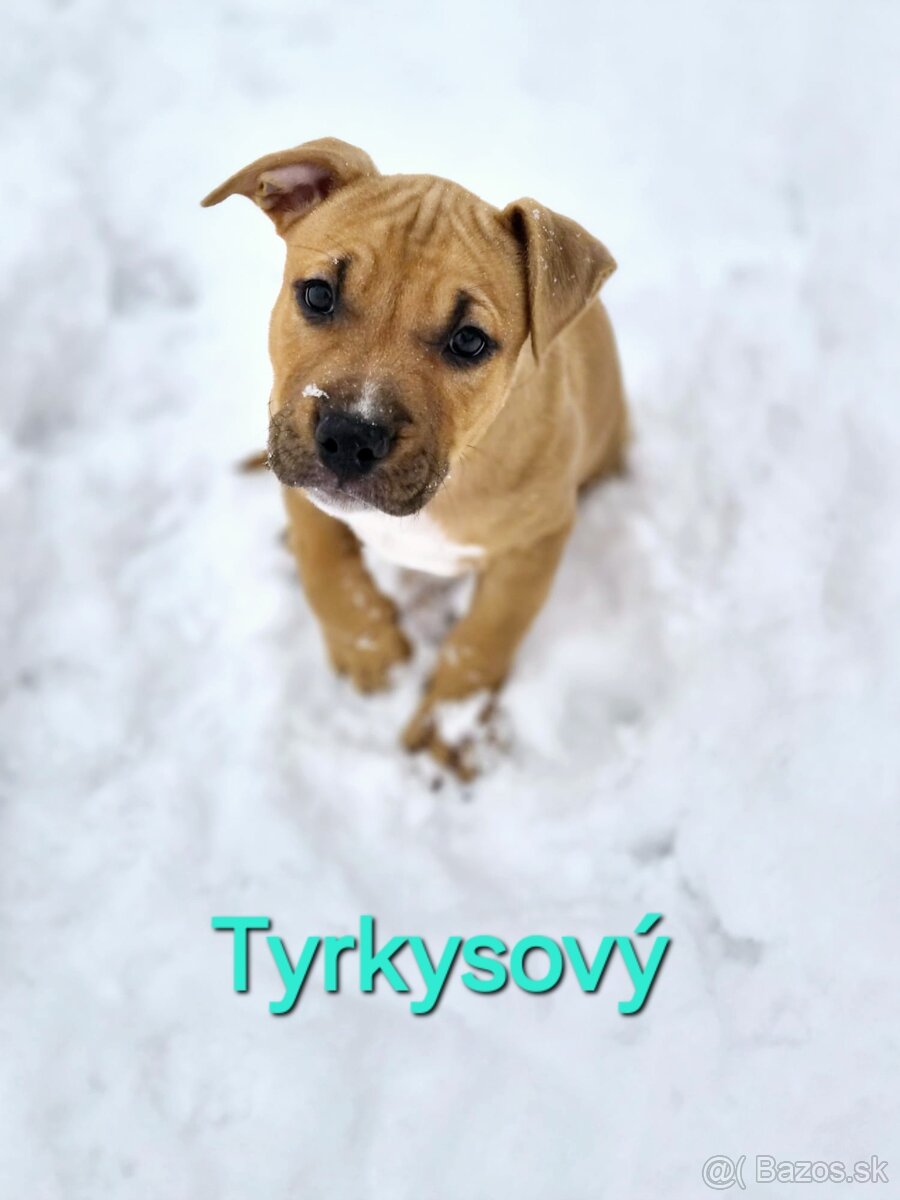 Americký stafordširský teriér - 5