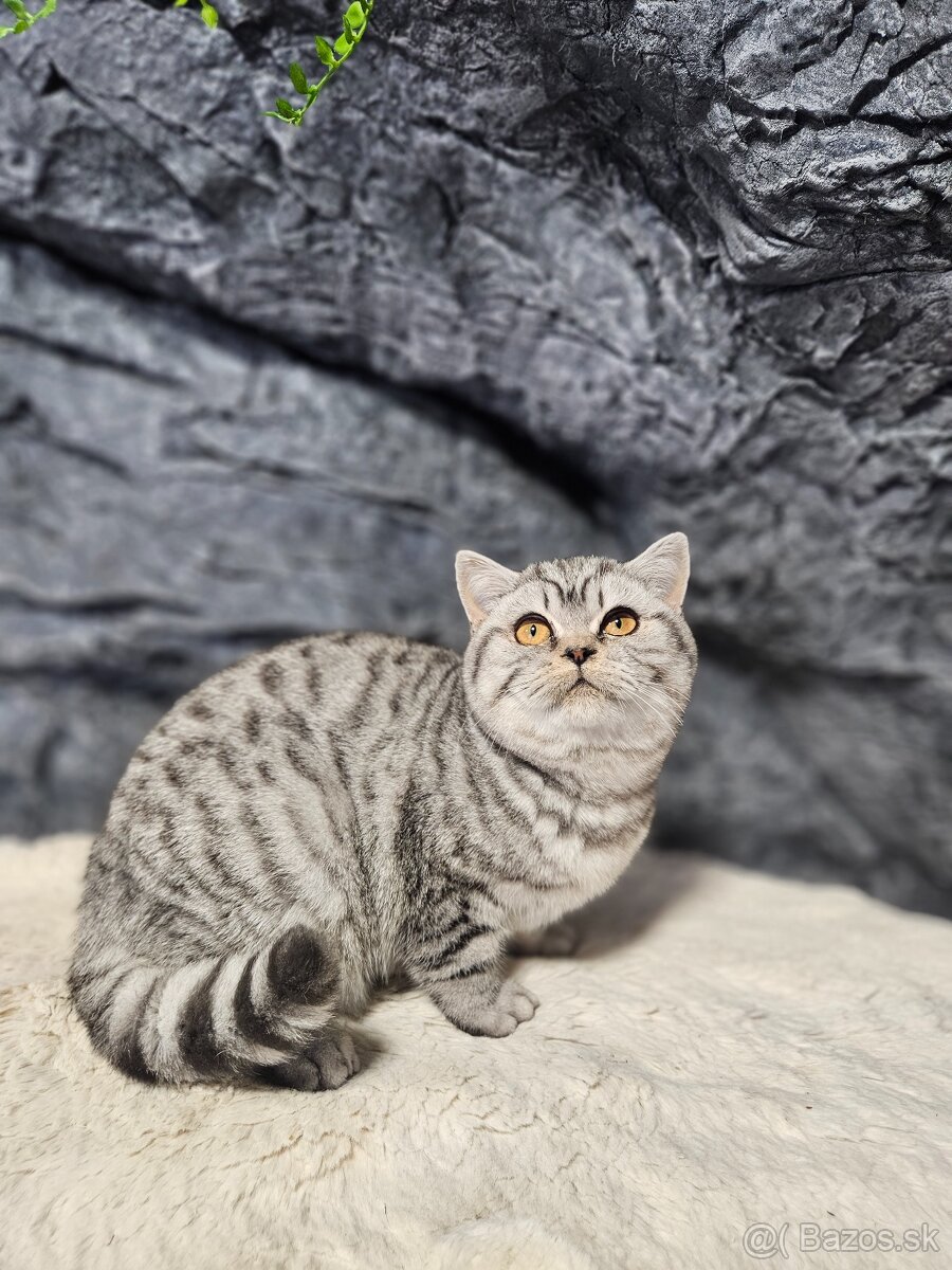 Britské mačiatka s PP - 5