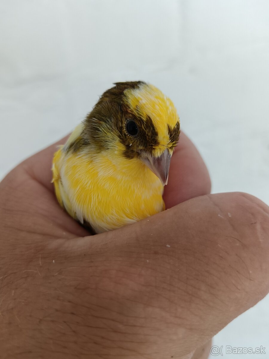 Kanáriky - 5