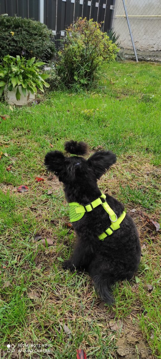 Pudel trpaslíči & Špic trpaslíči - 5