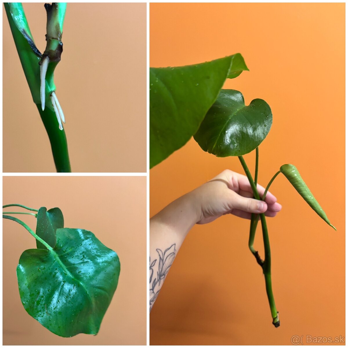 rôzne rastlinky na predaj - 5