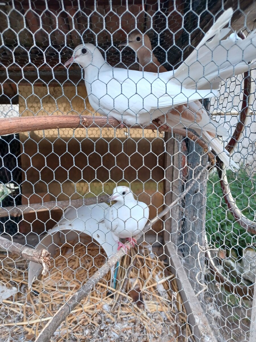 Hrdličky chichotavé - 5