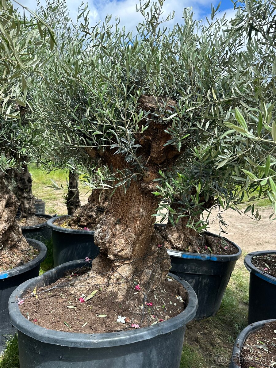 Predám Olivy Bonsai - 5