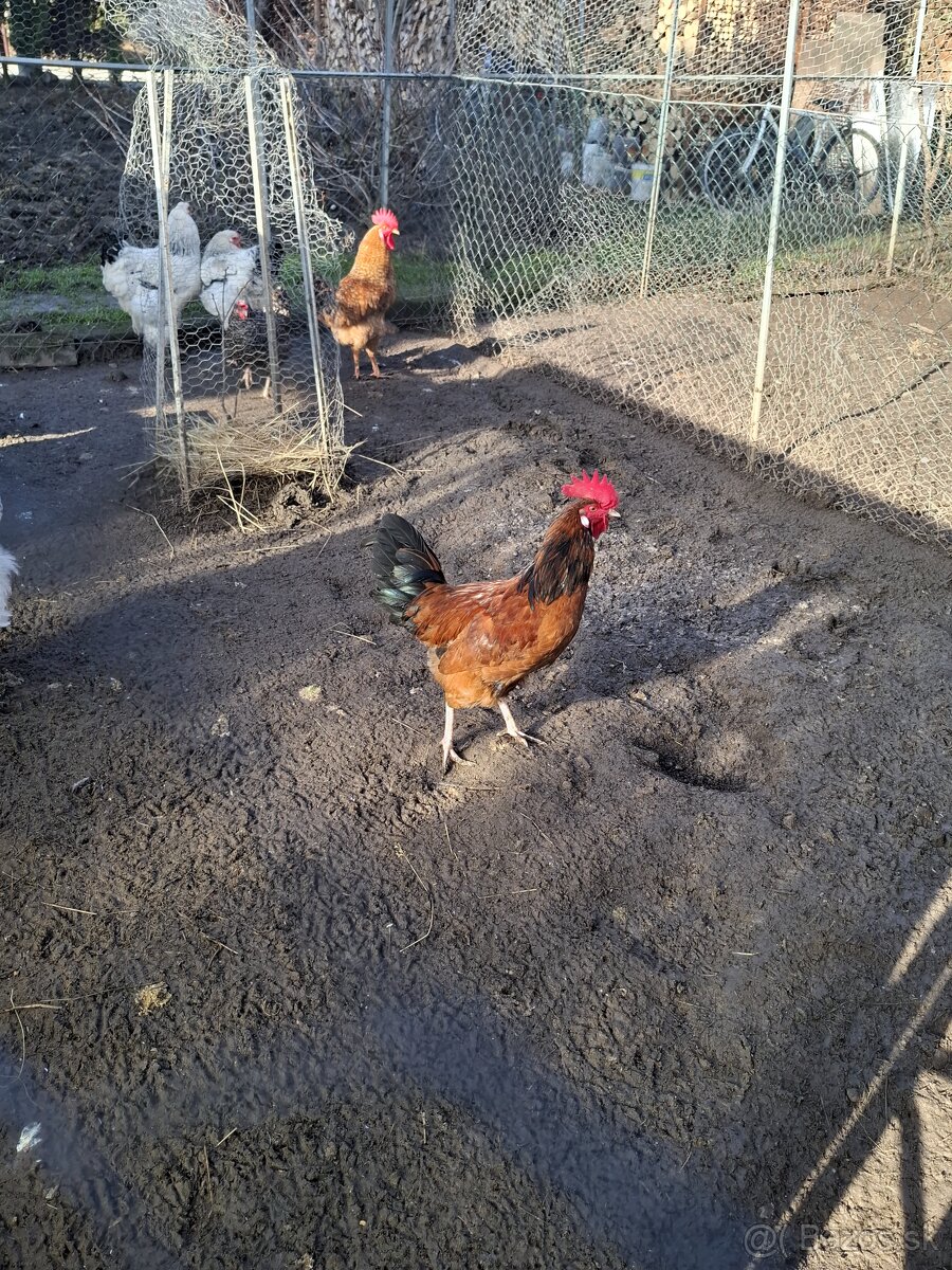 predám kohútov - 5