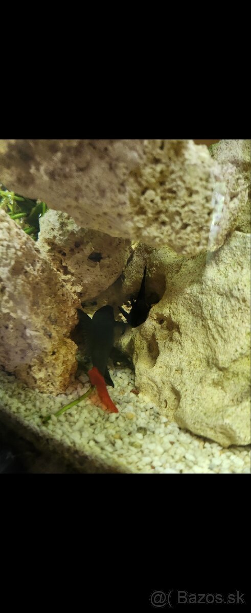 Predám panoramatické akvárium 200l, komplet alebo zvlášť - 5