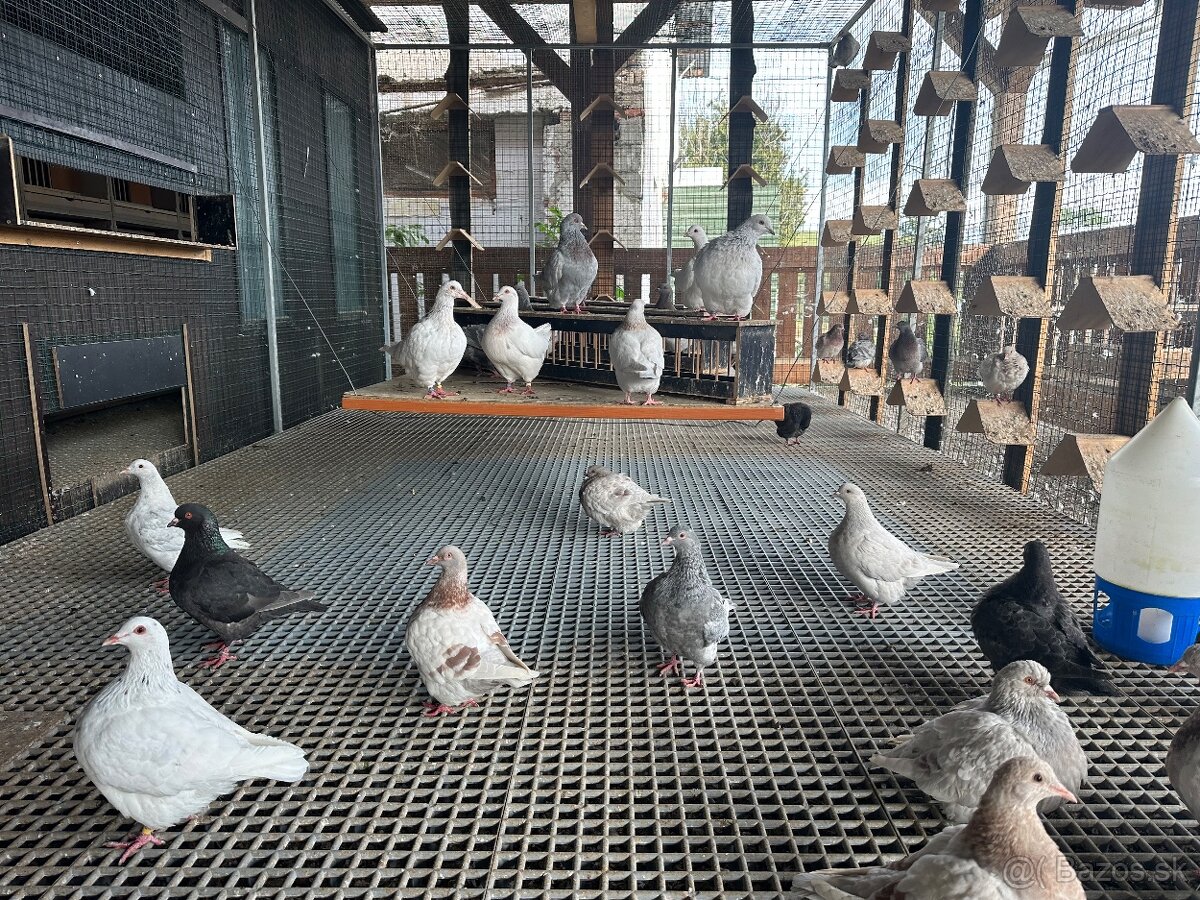 Holuby Texan , texany - 5