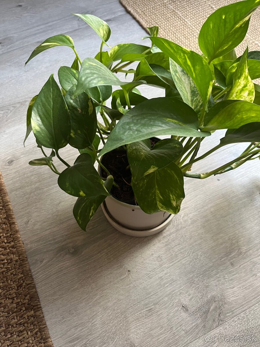 Izbové rastliny/kvety - 5