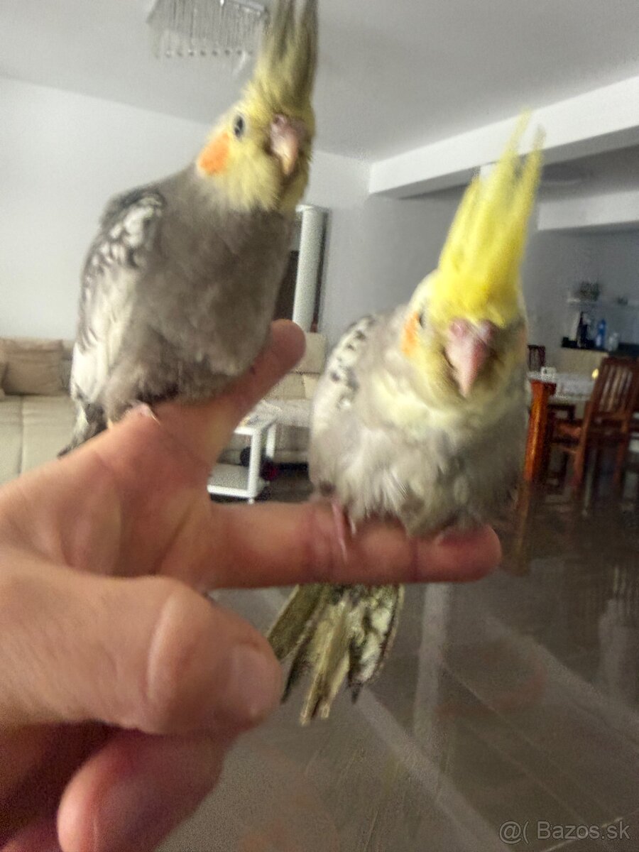 Korela ručne dokrmena Krotká - 5