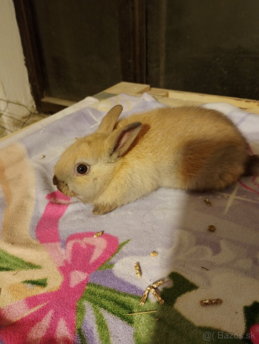 Predám zajačikov a morčiatka. - 5