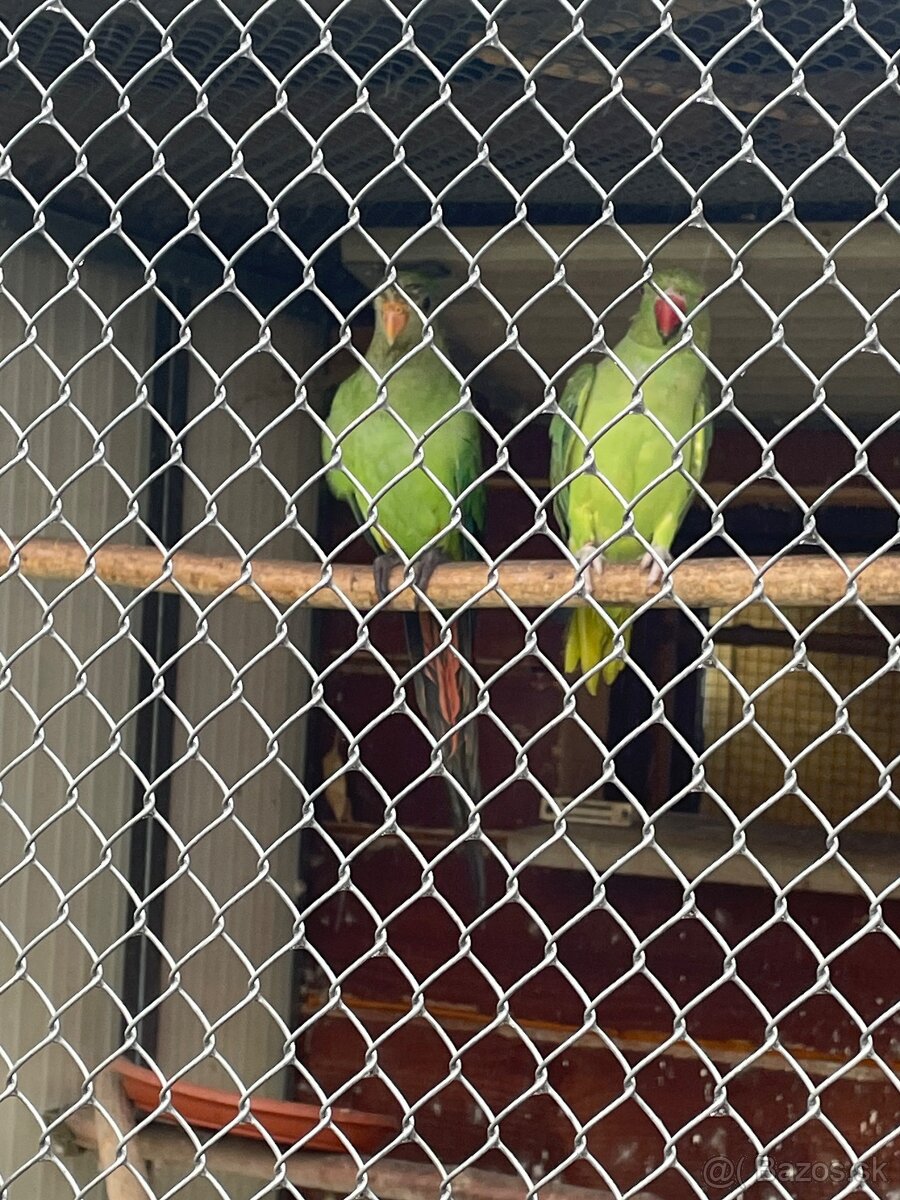 Predám andulky,spevavé Alexandre ,papagájov nadhern - 5