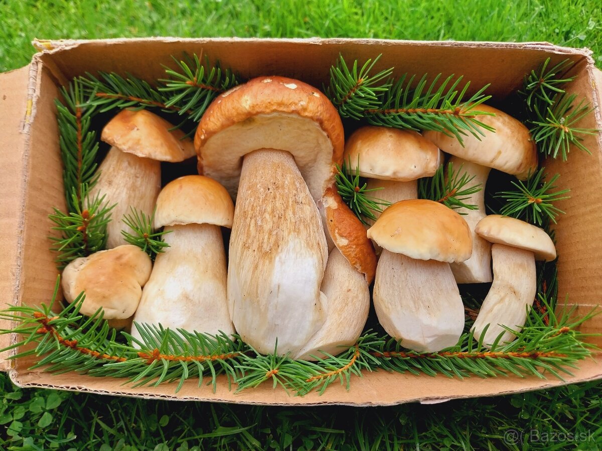 Sušené hríby smrekové, dubáky - 5
