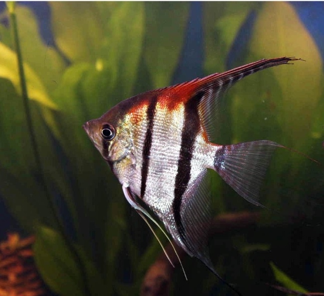 Akvarijné rybičky - 5