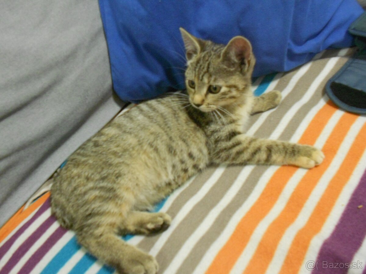 Darujem mačiatko - 5