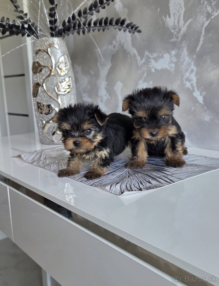 Yorkshirsky terier - 5