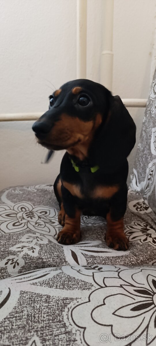 Šteniatko jazvečík krátkosrstý - 5