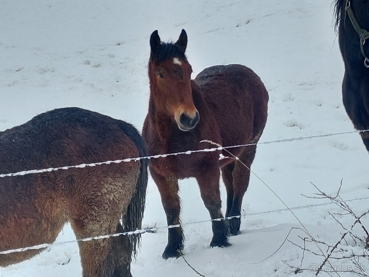 Predám dve ťažné kobylky - 5