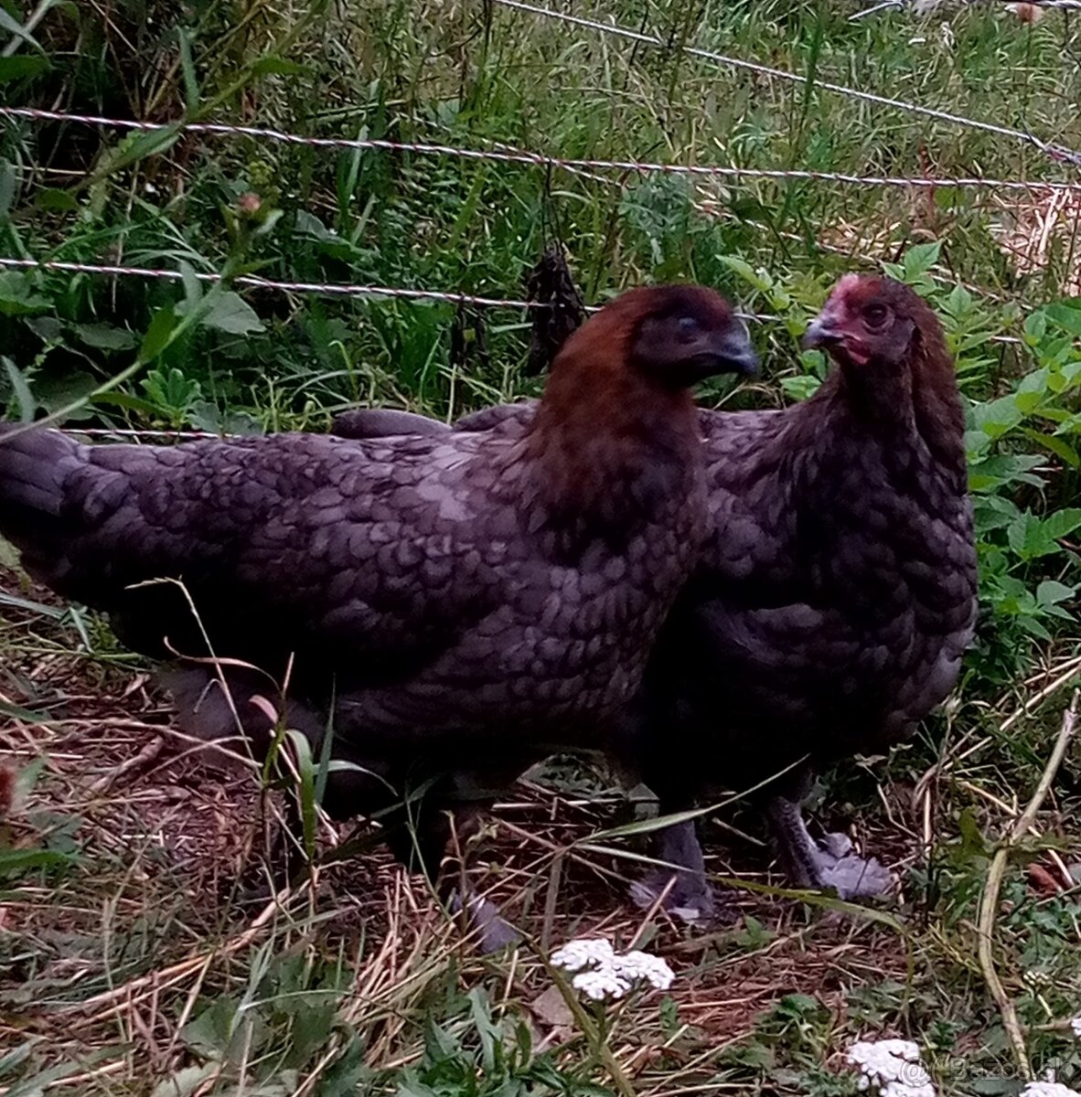 Maranska medenokrká - 5