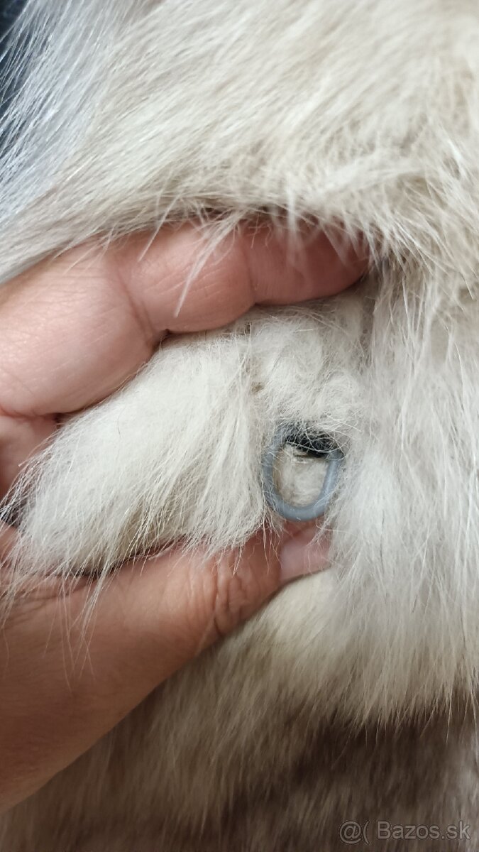 Kožuch pravý líška XXXL - 5