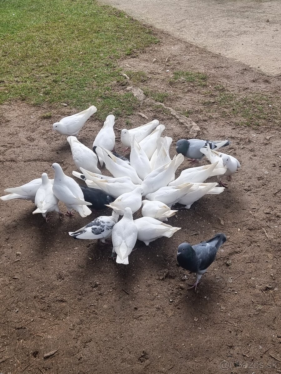 BIELE POŠTOVÉ HOLUBY - 5