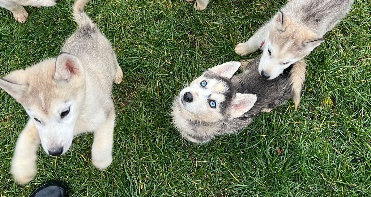 Steniatka sibirsky husky - 5