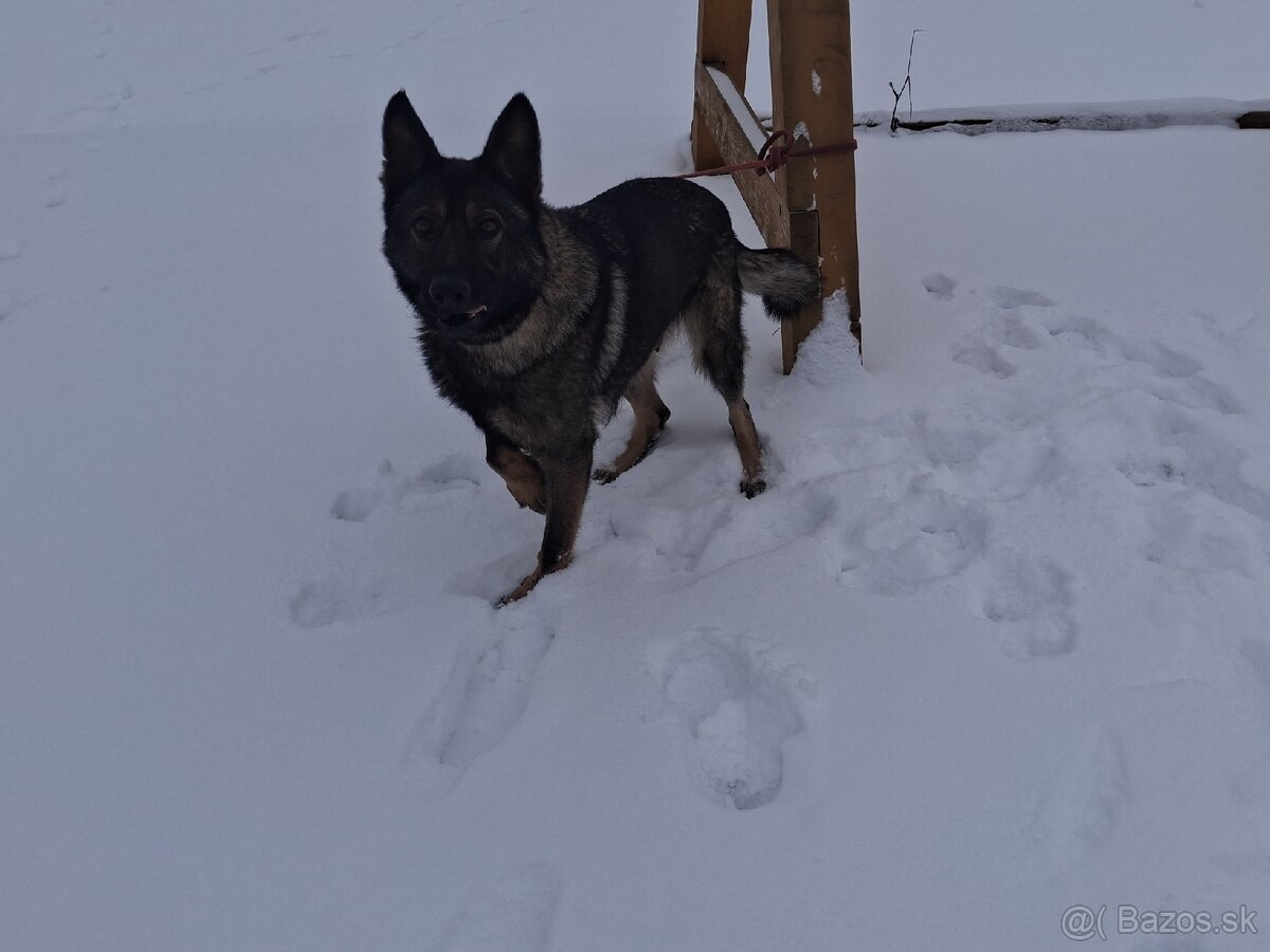 Nemecký ovčiak - 5