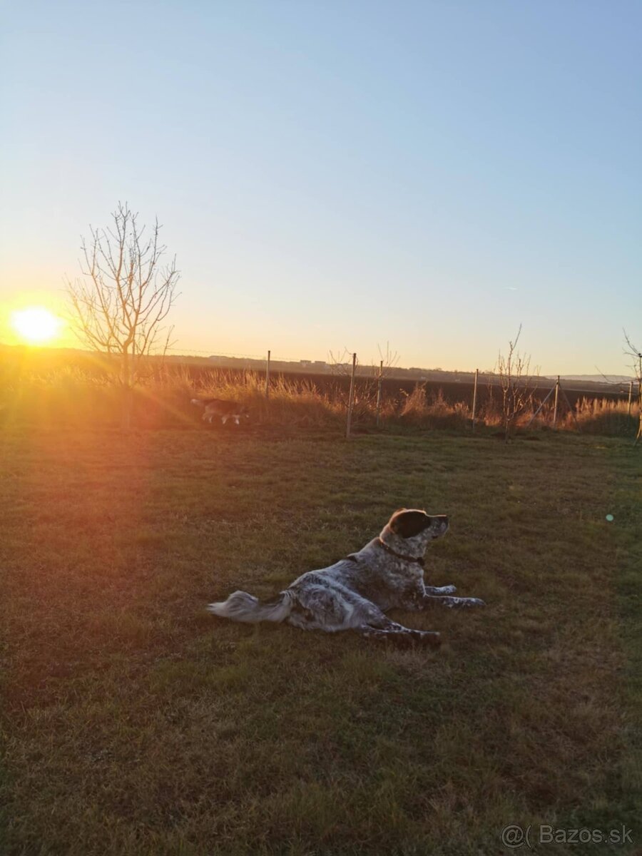 vycvik s ubytovanim, hotel pre psov - 5