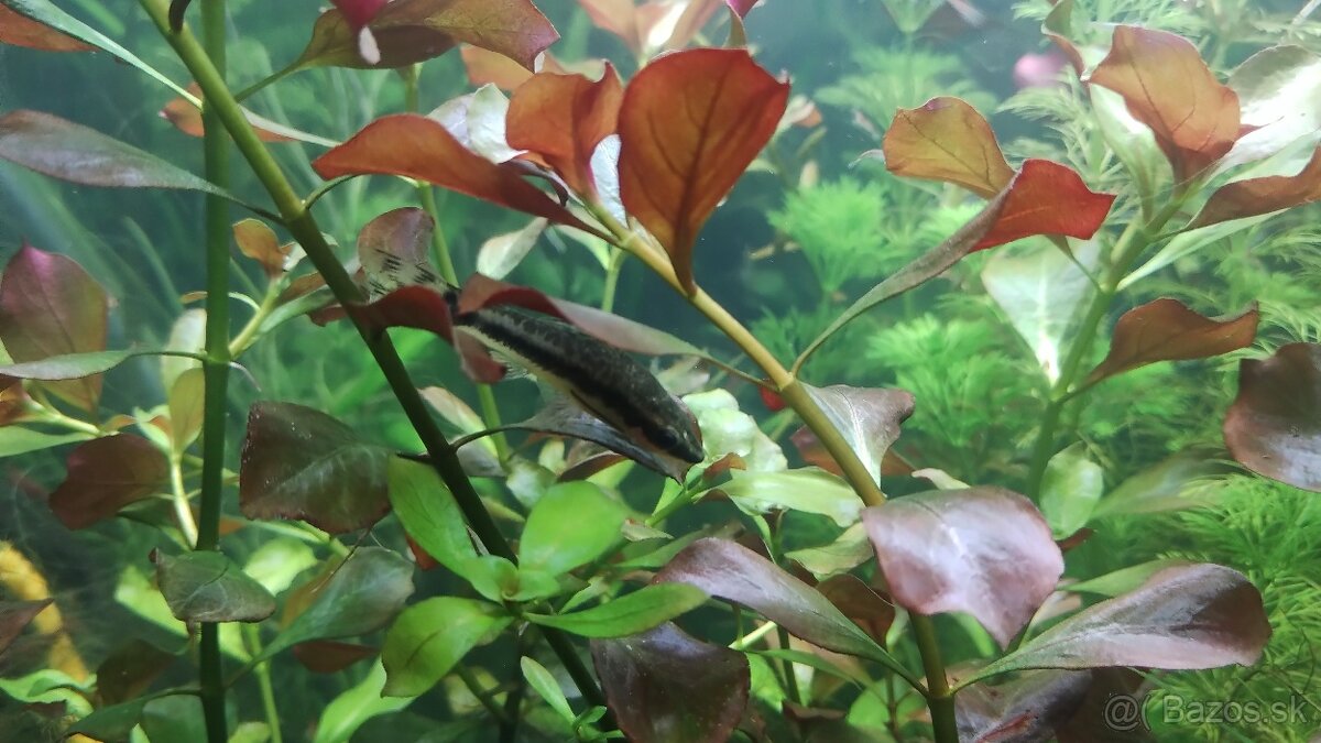 Akvarijne rastliny+Krevetky 12ks - 5