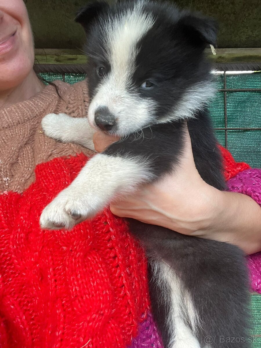 Karelsky Medvedí pes - 5