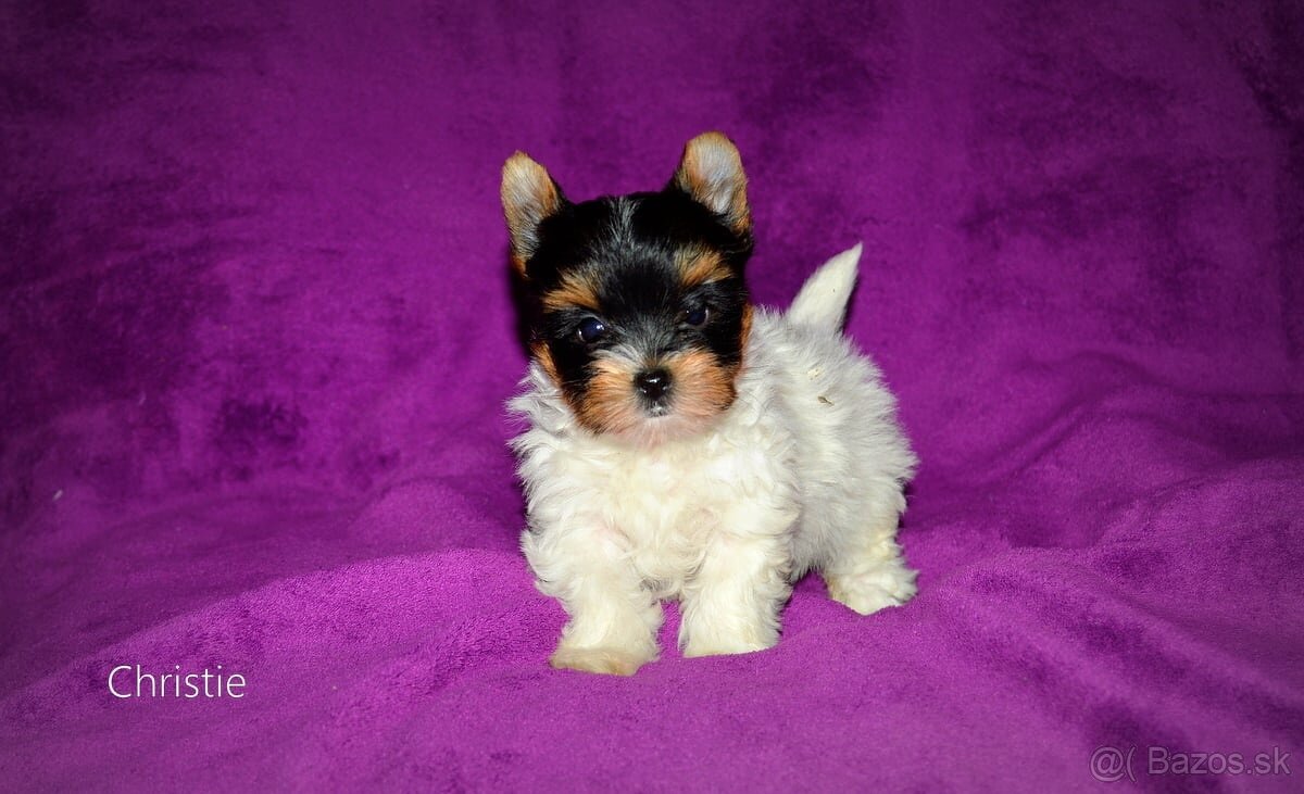 Biewer-yorkshirsky terier mini s pp - 5