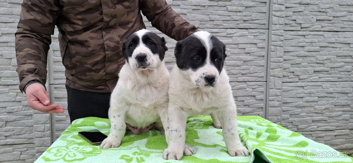 Stredoázijsky ovčiak - 5