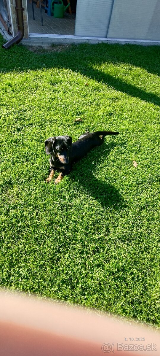 Jazvečík na krytie - 5