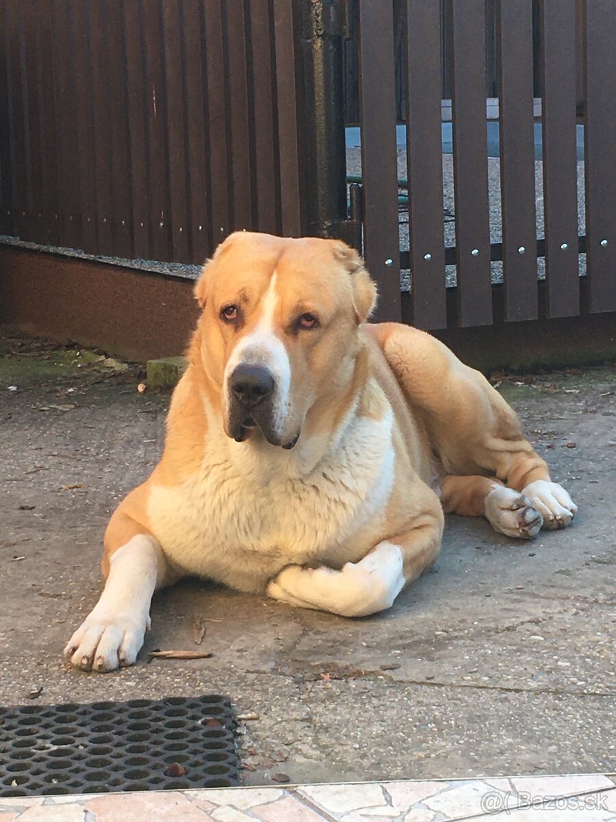 SAO Stredoázijský ovčiak Stredoazijsky ovčiak - 5