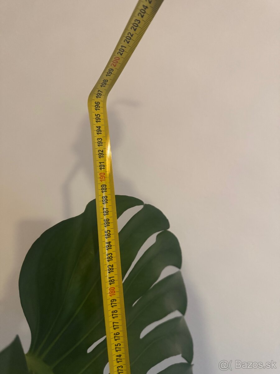 Monstera 190 cm - 5