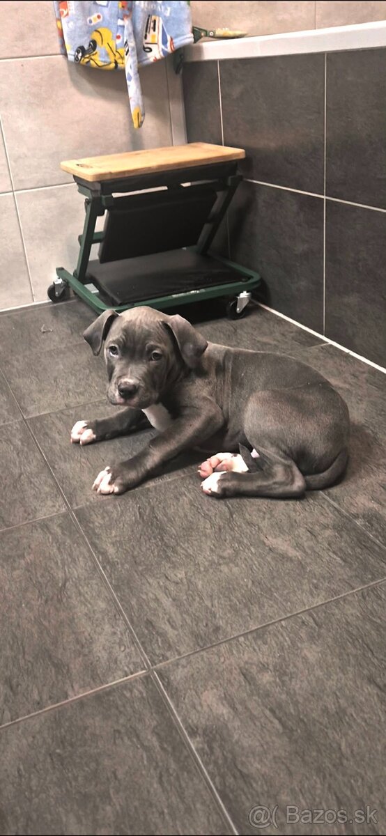 American bully XL - 5