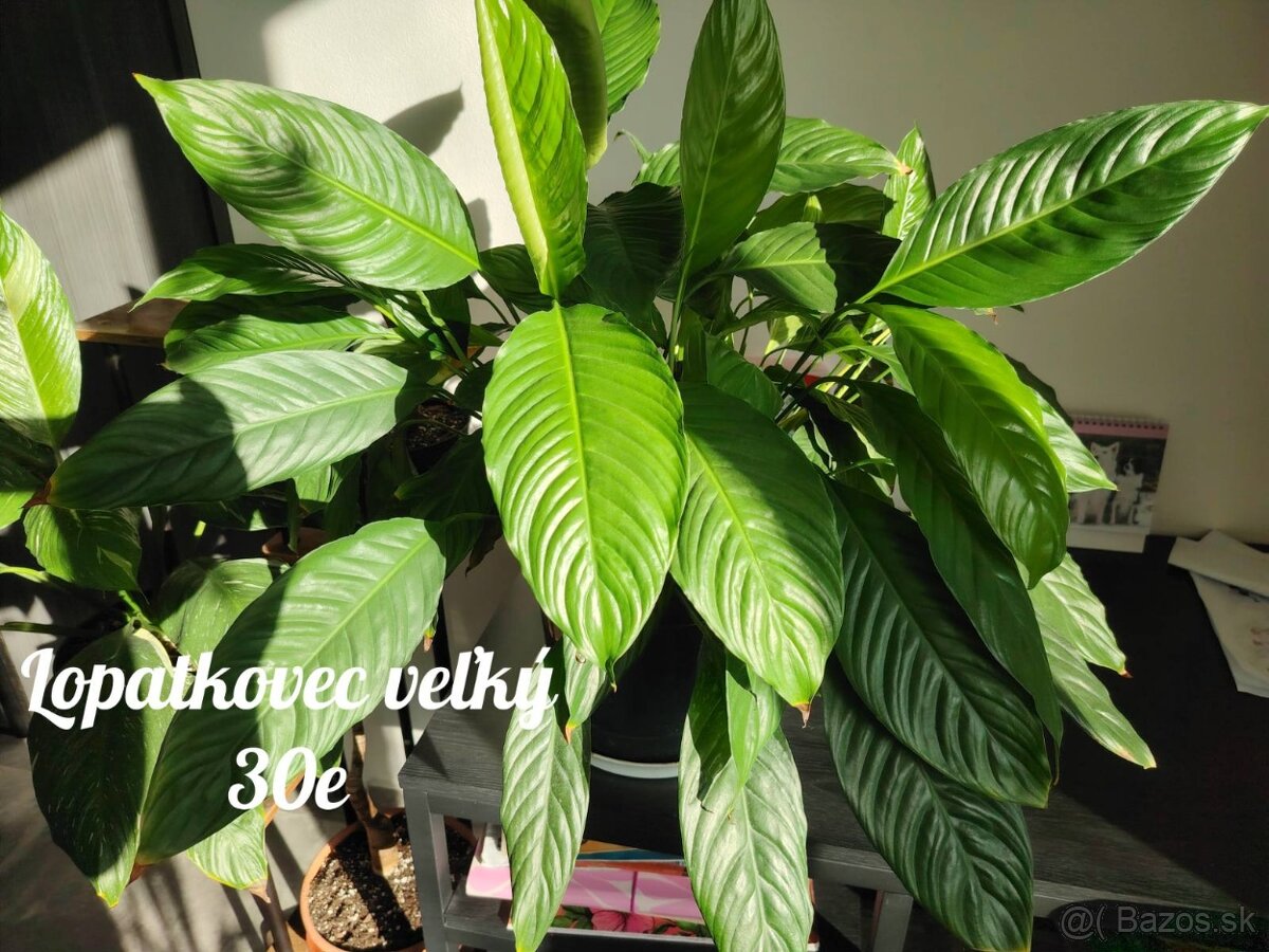 Izbové rastliny - 5