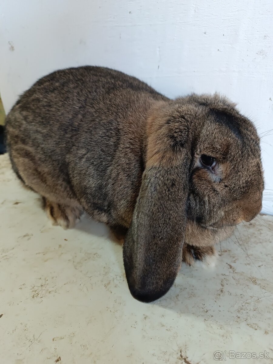 Francúzsky baran - 5