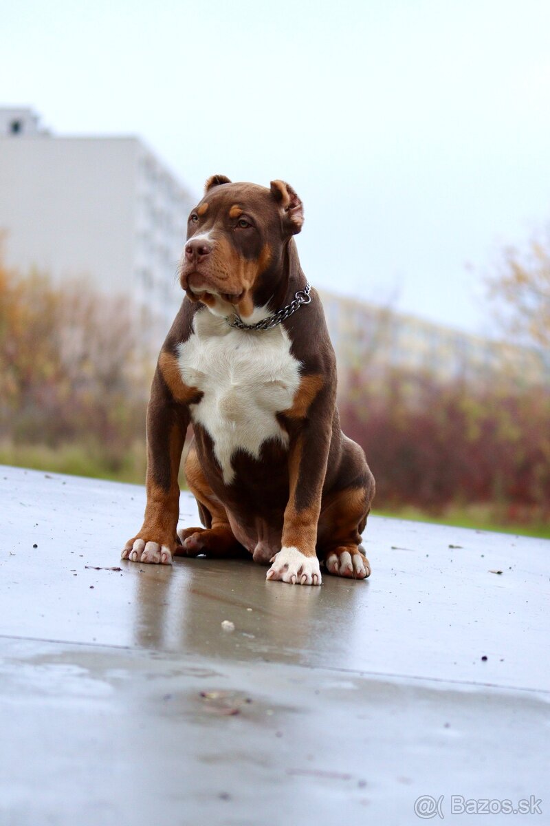 American bully XL, pitbull xxl - 5