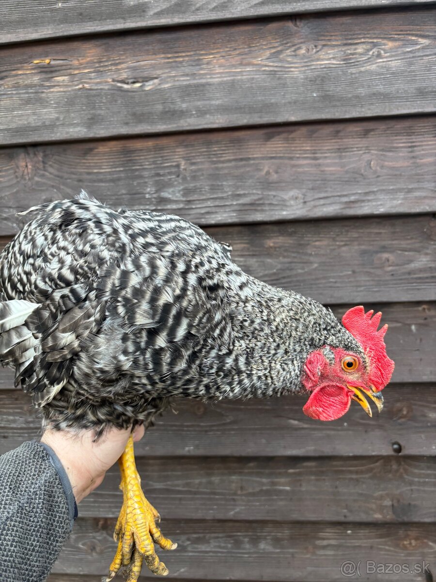 Jarabatý kohút - 5