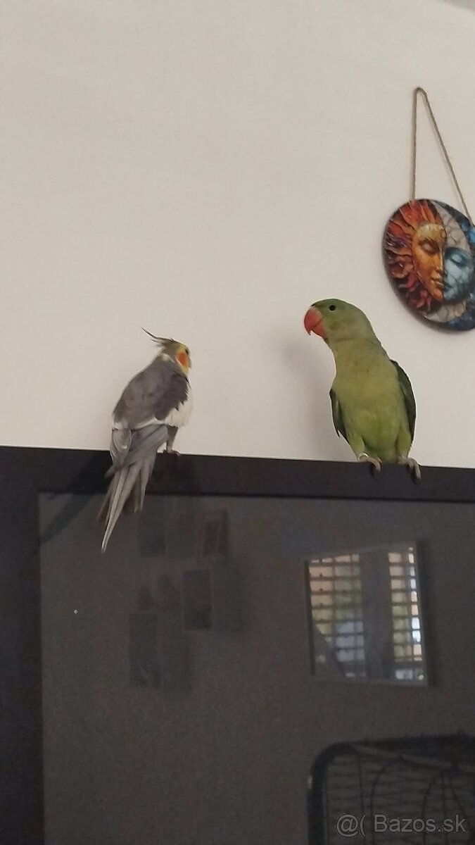 Korela Alexander Veľký - 5