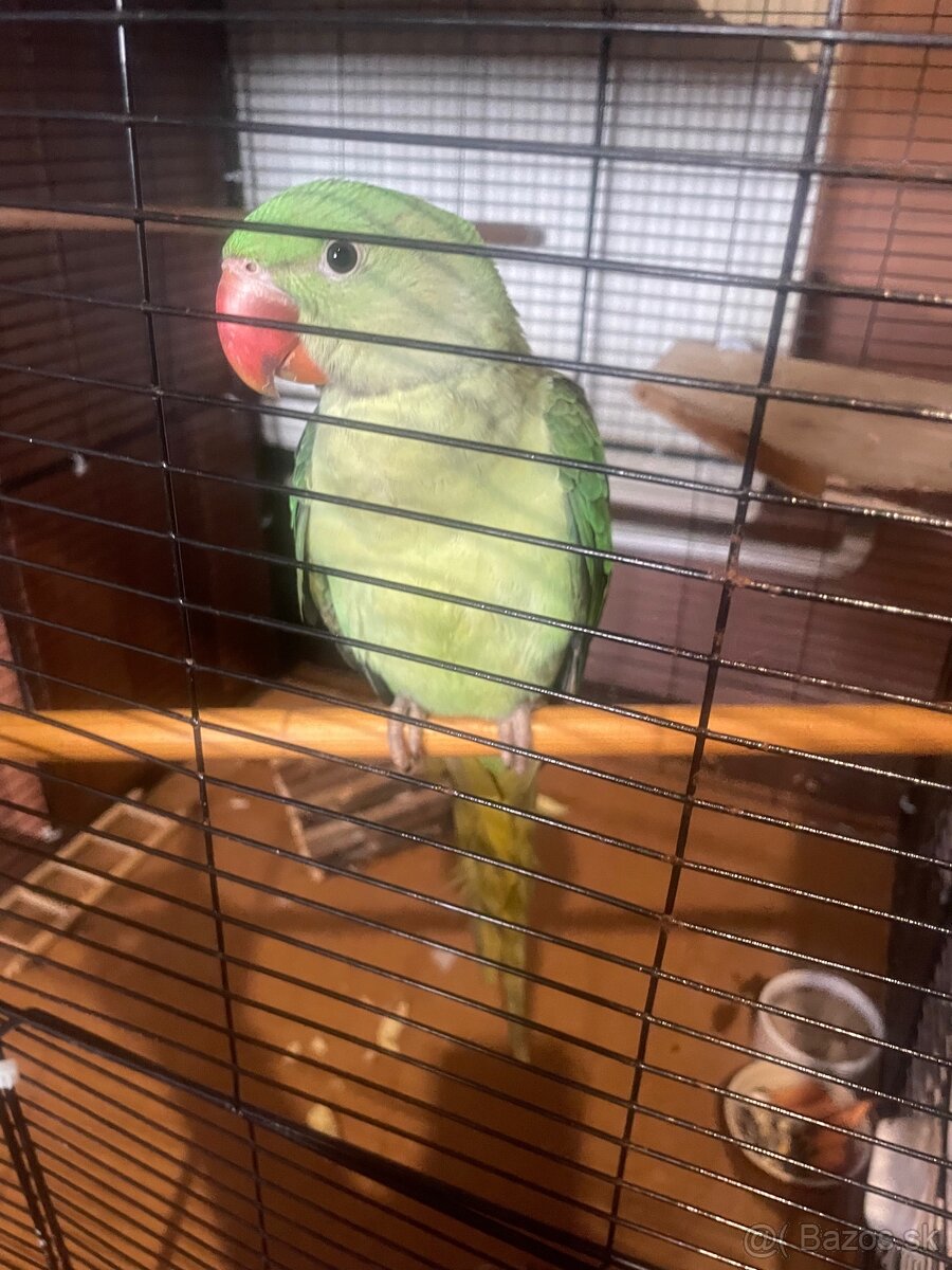 🦜 Na predaj – Alexandrin veľký - 5